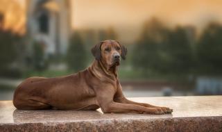 罗德西亚脊背犬有护卫能力吗 罗德西亚脊背犬